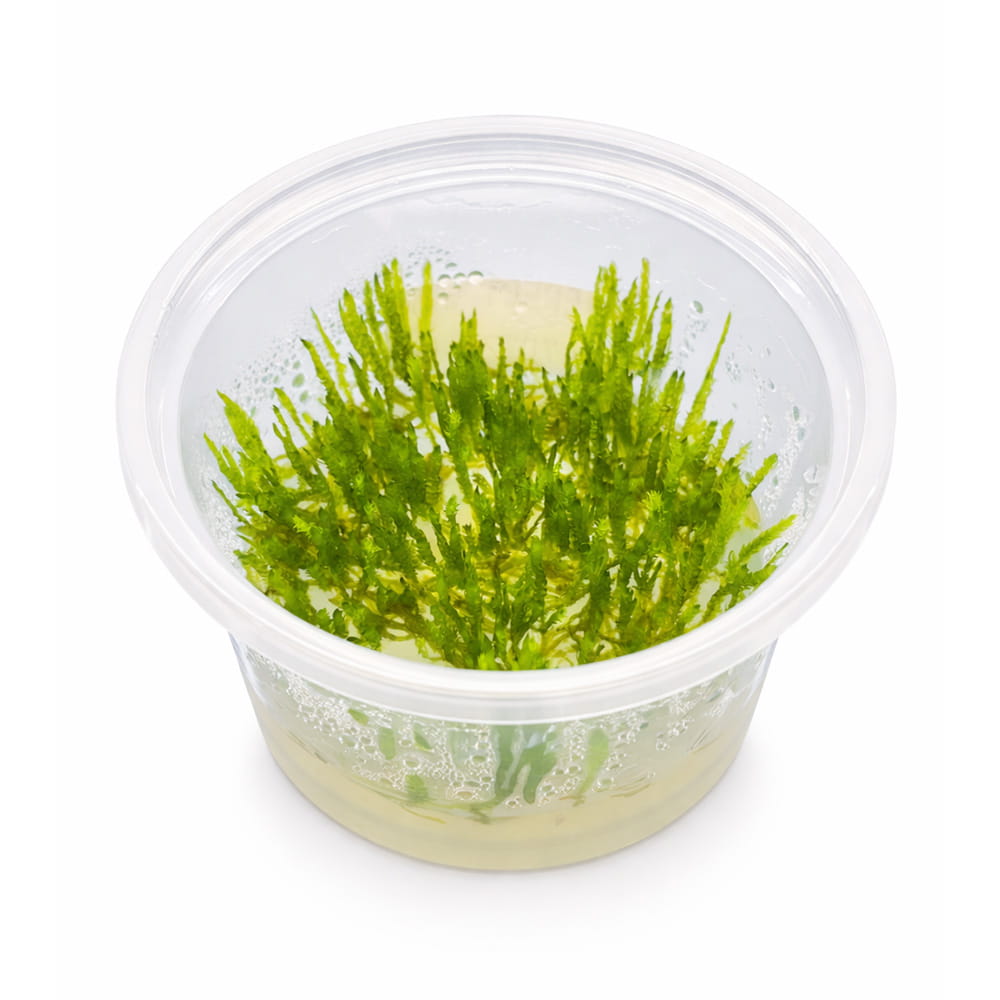 Mech Erect Vesicularia sp. 'Erect' in vitro kubek 5cm